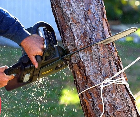 Спил деревьев в Вышнем Волочке и  Тверской области